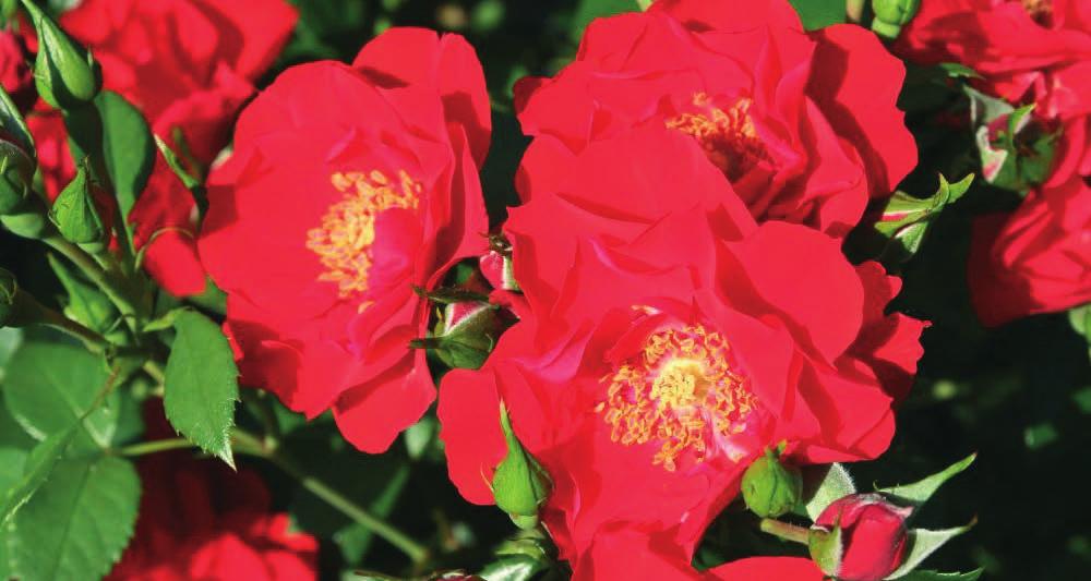 (Rosen Tantau 2011) ROKOKO Rokoko Jako romantična grmolika ruža sa izuzetno krupnim