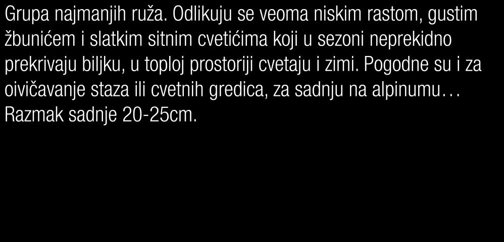 prostoriji cvetaju i zimi. Pogodne su i za oivičavanje staza ili cvetnih gredica, za sadnju na alpinumu Razmak sadnje 20-25cm.