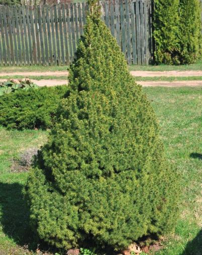 Cedrus deodara