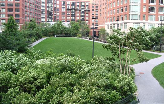 Teardrop Park Specifications Trees with understory no ground cover Soil Requirements: recreate natural forest soil profile encouraging shallow feeder roots deep rooting in horticultural subsoil