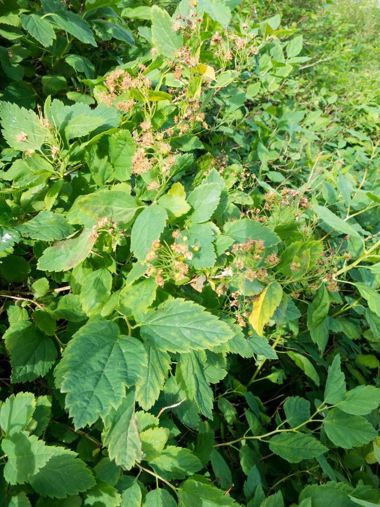 Figur 9: En busk med Spirea sp.