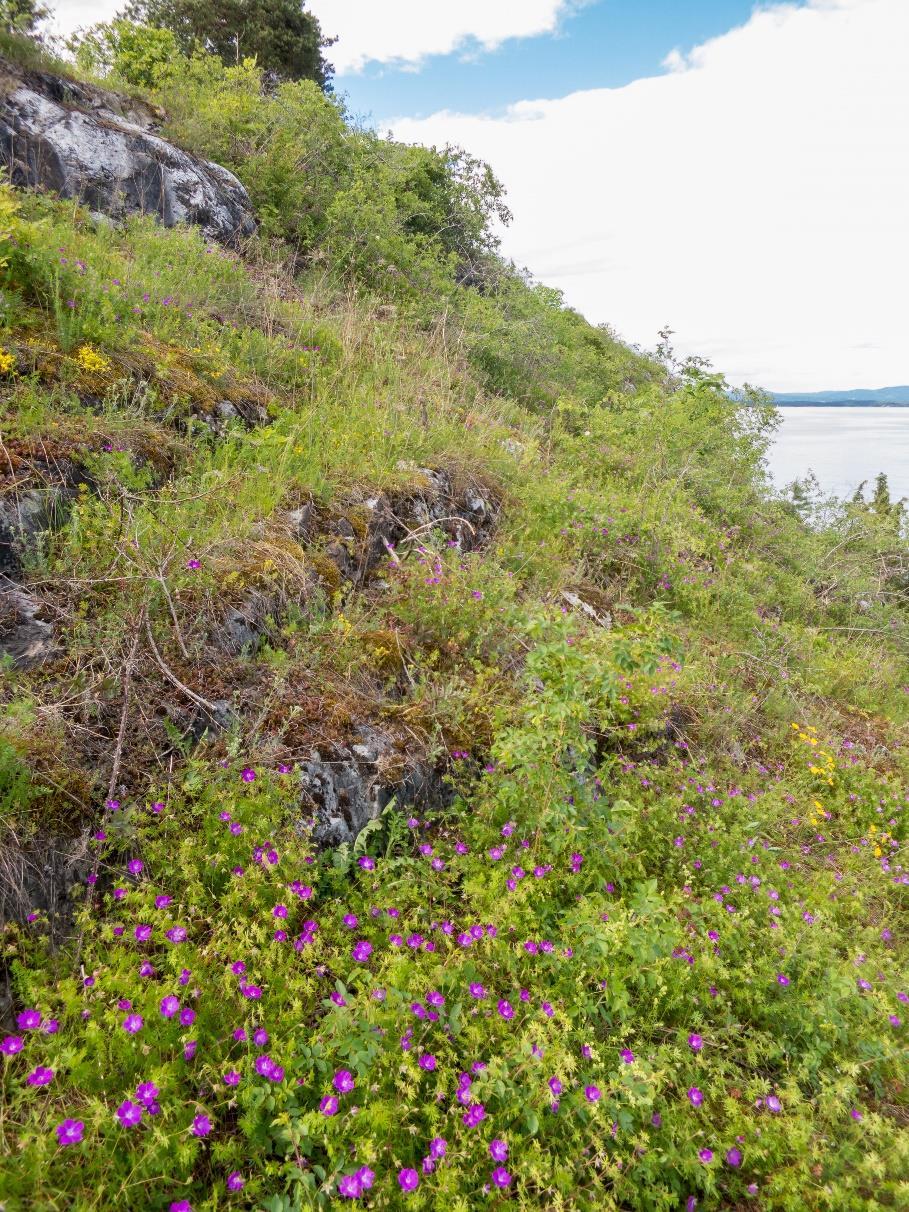 som ble registrert er villgulrot, vinterkarse, hvitsteinkløver, gravbergknapp, syrin, filtarve, gravmyrt og kanadagullris.