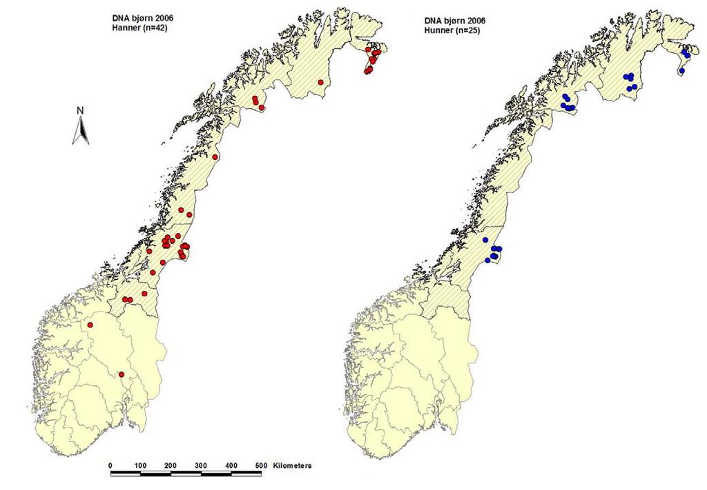 oversiktskart, mens figur 5 viser detaljerte kart for alle områdene med påviste bjørner i 2006 og nøyaktig geografisk plassering av alle fungerende prøver. Figur 4.