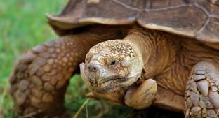 discover the incredible Galapagos Islands. Reiserute Isla San Cristobal, Galapagos Welcome to San Cristobal, Galapagos Islands.