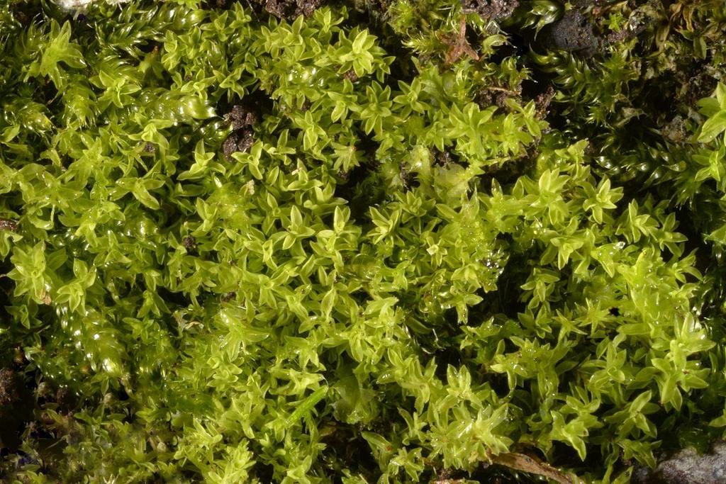 Brannmose Leptdontium flexifolium ovafor t.v. (Foto: AL) vaks spreidd over store deler av Søre Ilholmen.