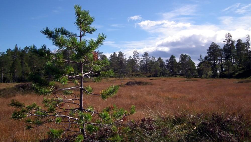 KUNNSKAP: I lang tid er naturen bygd ned - myrer som kunne samle opp vatn er drenert Ein tredjedel av det norske