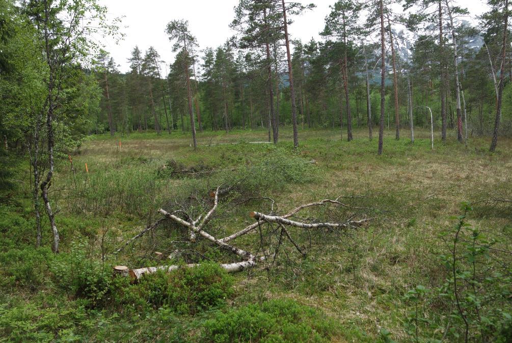 PROSESSAR I NATUREN: Endringar i