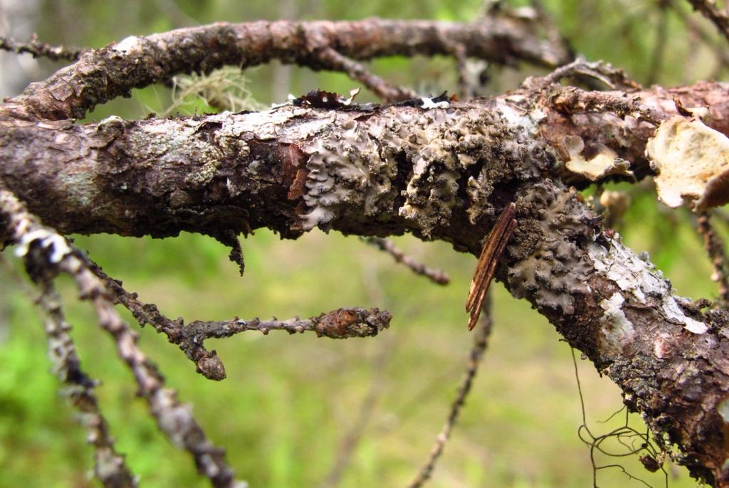 1 Innledning I forbindelse med pågående utarbeidelse av faggrunnlag til handlingsplan for lavarter i boreal regnskog/kystgranskog i Midt-Norge har fylkesmannen i Nord- bedt om en detaljert