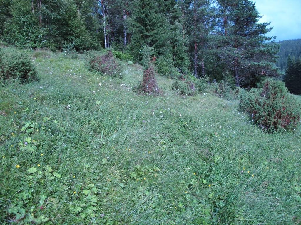 Midt-Norge Skjøtselplan for Fuggelåsen øst slåttemark, Orkdal kommune, Sør-Trøndelag fylke. Figur 1.