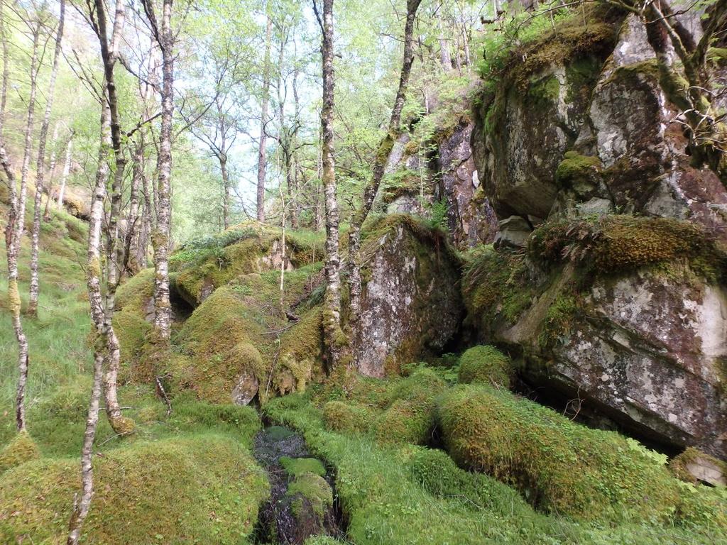 Foto: Geir Gaarder Stjernerurlav