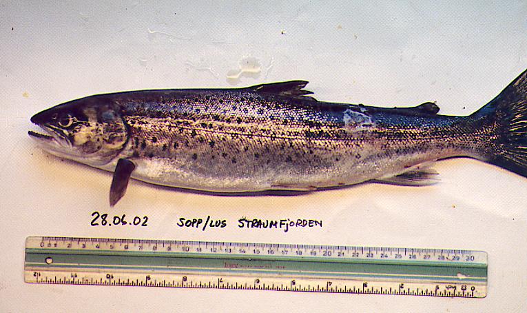 Figur 4. Prematur tilbakevandret sjøørret fra Straumsvassdraget på Hitra sommeren 2002.