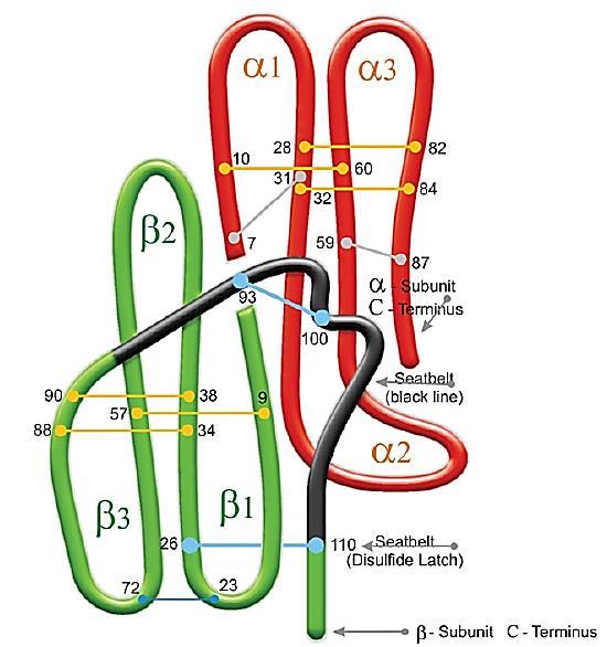 Teori Figur 3-4: Humant koriongonadotropin-dimer med α- og β-subenhet. Rød del indikerer α-subenhet. Grønn og svart del indikerer β-subenhet. Figur modifisert fra [46].