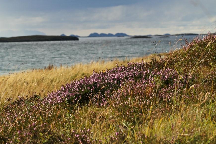 DN og strandsonen DN arbeider for å: o ivareta naturmangfold i strandsonen o sikre befolkningen