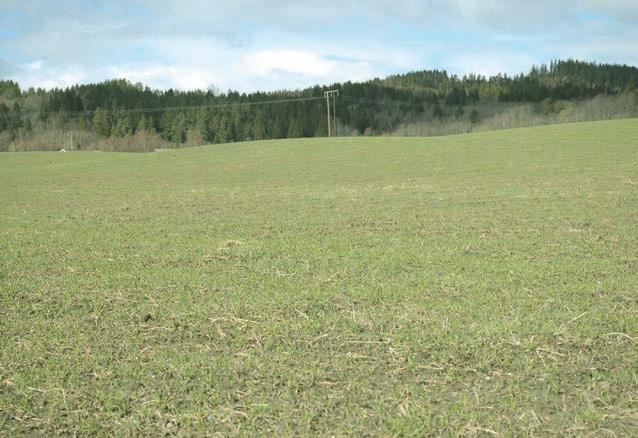 driftssystemer, der eng ofte inngår i vekstskiftet, er det vanskelig å sløyfe pløying helt. Konturdyrking, der skiftene blir lagt langs høydekurvene, ofte i kombinasjon med stripedyrking.