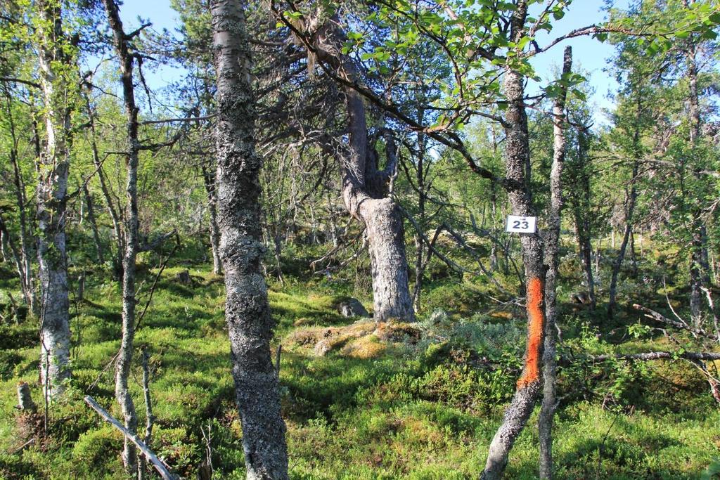 Planområdet avgrenses til område 27-1 byggeområde for fritidsboliger i forslag til revidert kommunedelplan for Dagalifjellet med Rødberg.