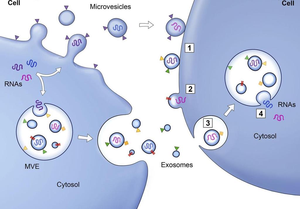 Mekanismer og Funksjon EV og targetceller Modercelle Targetcelle Respons i targetcellen: EV-opptak