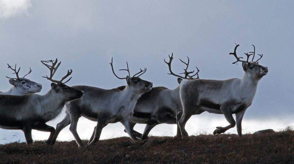 Naturverdier i egen kommune Lom