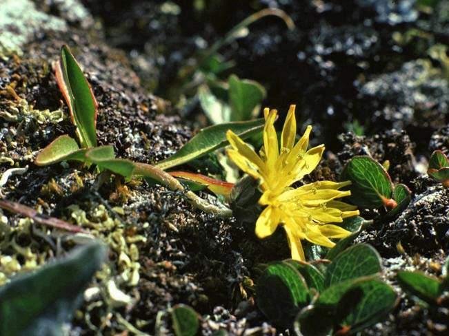 Dovreløvetann (VU) norsk ansvarsart Bare i Jotunheimen, Dovrefjell og Trollheimen 31 av 89 registrerte