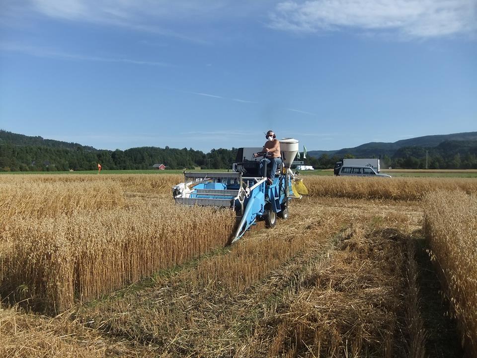 Tresking på Værnes 5. september Rå avling i kg Kg/daa Differanse Felleskjøpet Agri, avd.