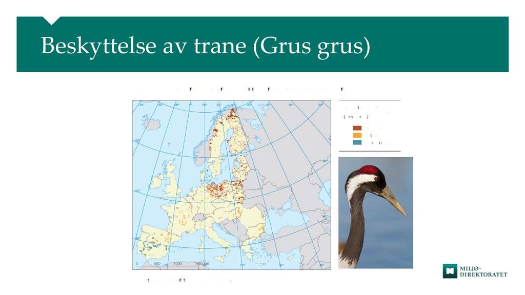 Beskyttelse av trane (Grus