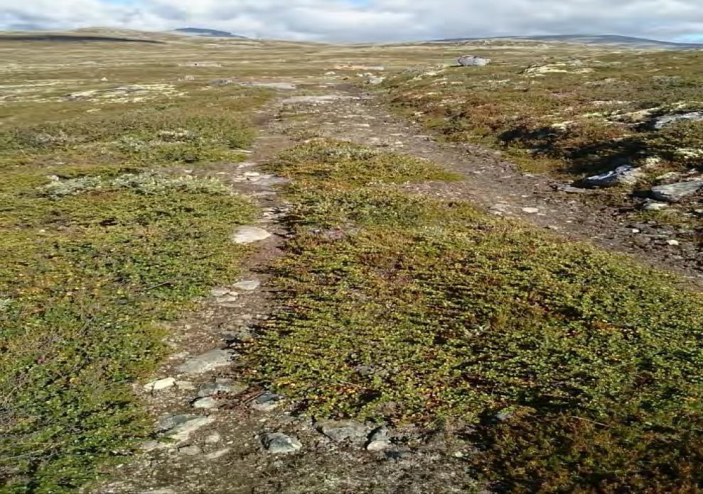 Bilde 1: Kjøresporene mellom grensa for Dalsida landskapsvernområde og Lynningen seter. Foto: Dovrefjell nasjonalparkstyre v/ Carl Bjurstedt. Regler og retningslinjer for saksbehandlingen i sak nr.