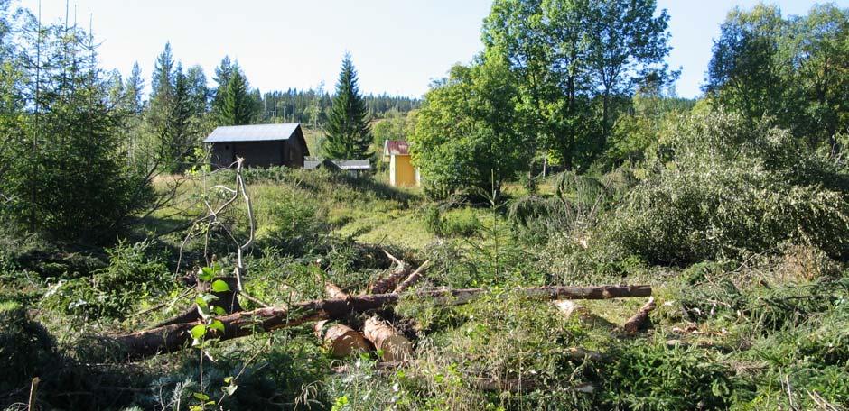 Lifjell, i et område som er regulert til fritidsbebyggelse.