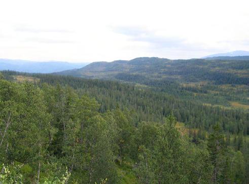 Bilder fra området Båfjelldalen Typisk landskap i Båfjelldalen, der skogen ligger som øyer og tanger mellom