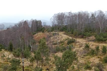 Planområdet i sør består av skog med middels bonitet og skog med høg bonitet, området sør for eksisterande