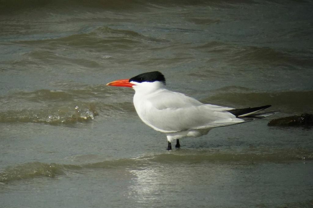 Rovterne, Linnestranda 27.06.16. Foto: S.Stueflotten Makrellterne Sterna hirundo * hekkefunn (3/13 par); funn i nordfylket (0) LRSK 2016: 1 par kurtise Linnesstranda, Lier 29.5-4.