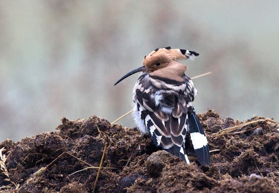 Antall observasjoner har økt igjen de siste årene, etter noen dårlige å i kjølvannet av de kalde vintrene i 2010 og 2011. Flest observasjoner er gjort om våren (april-mai) og høsten (august-oktober).