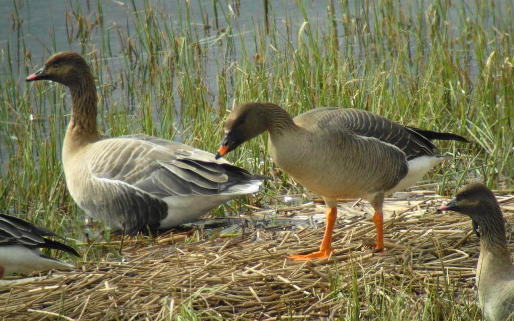 Rapporterte og godkjente funn Sangsvane Cygnus cygnus * hekkefunn (3), sommerfunn (5) Hekking 2016: 2 adult reirbygging Brennoddvikji, Tingvollfjorden, Ål 19.4-4.