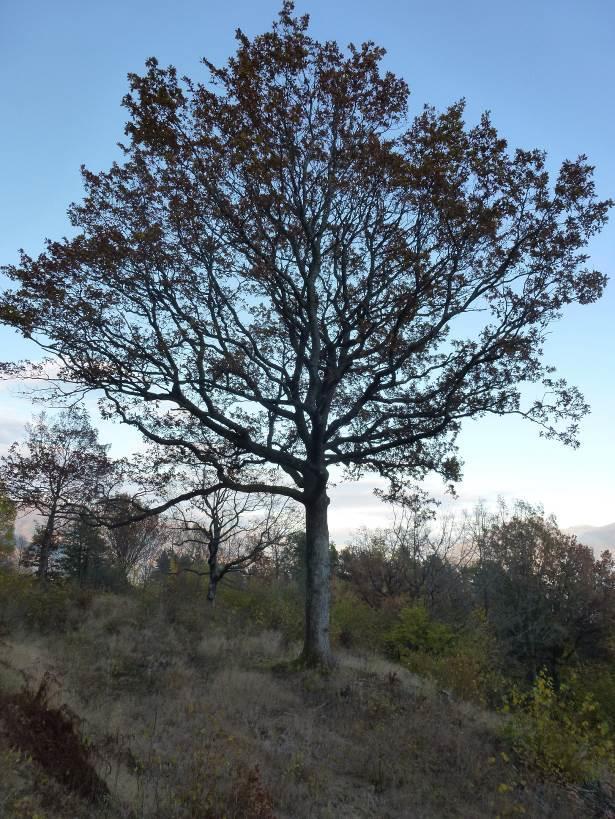 (Hypnum andoi), gulband (Metzgeria furcata), matteblæremose (Frullania tamarisci) og kystbustehette (Orthotrichum lyellii). Bruk, tilstand og påvirkning: Eika er 270 cm i omkrets ved brysthøyde.