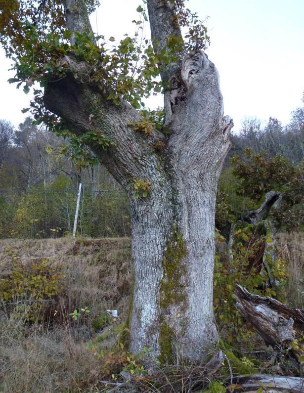 Beliggenhet og naturgrunnlag : En av to eiketrær like på nedsiden av RV 49 ved Bruravika, sør for Norheimsund, omtrent ved høydekote 21 m.