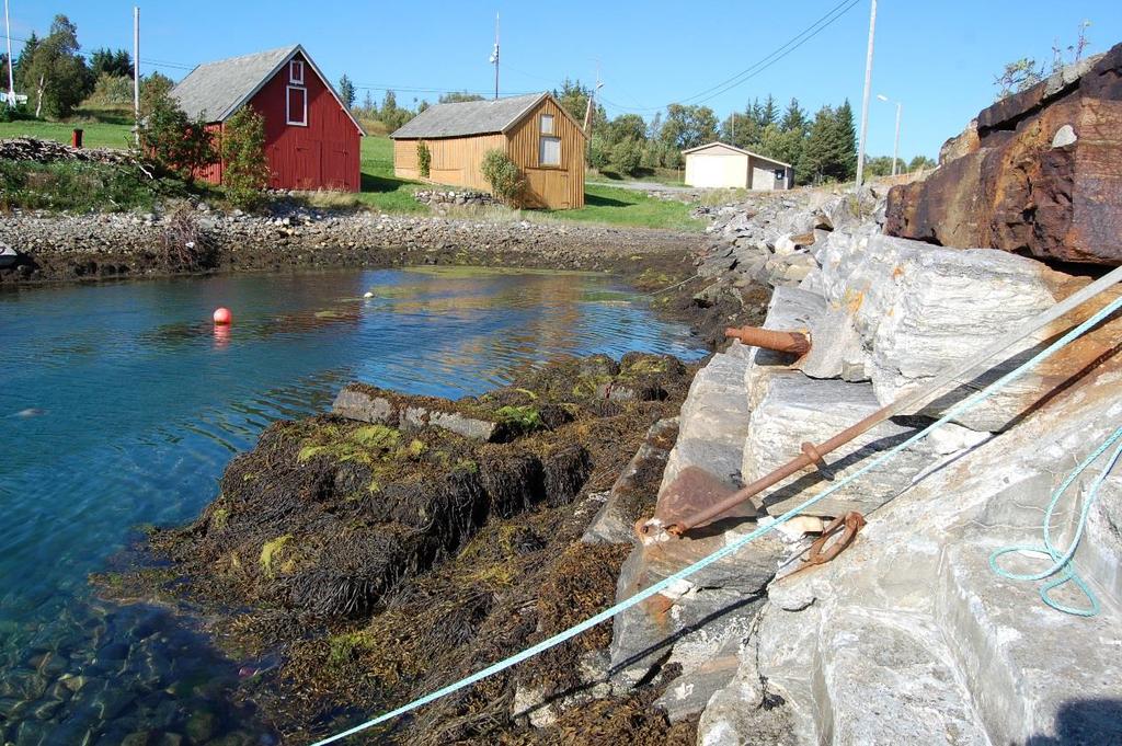 av tang foran og rekke med stornaust og sjøbu i bakgrunnen