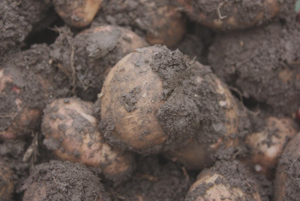 Aktiv spredning nematode: 1-2 m Jordspredning Maskiner (på et skifte, mellom skifter, mellom bruk) 15-20 maskinoperasjoner/sesong Sjanse for spredning av smitte (andre deler av jorde, eller andre