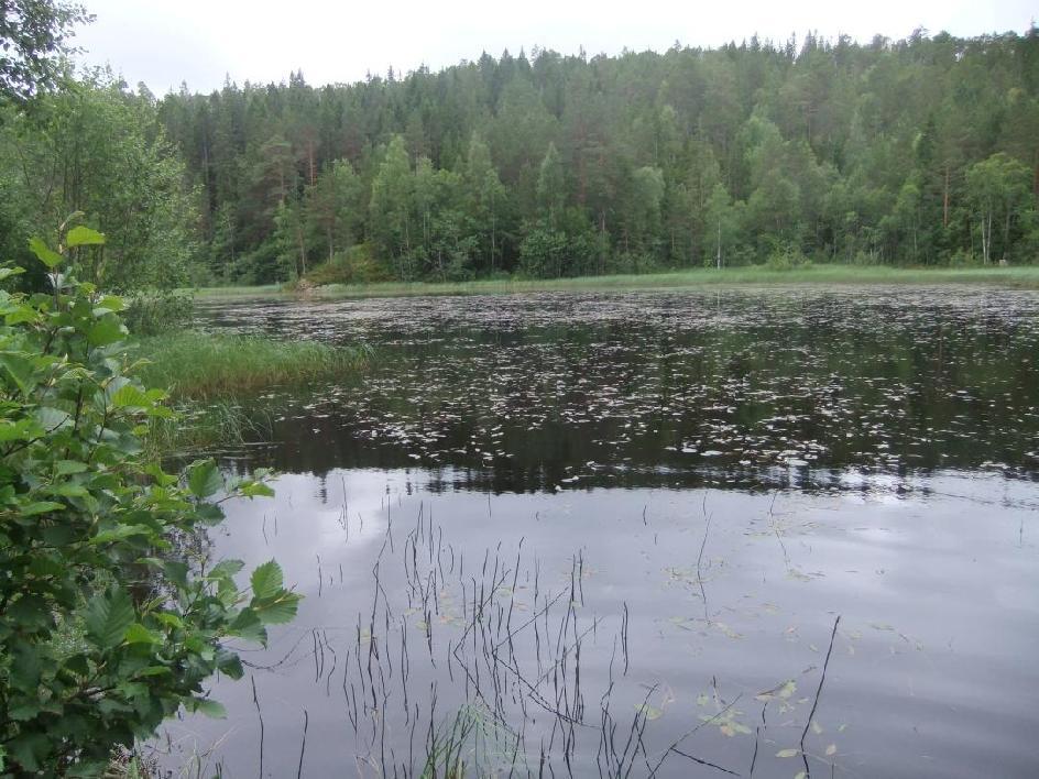 Områder undersøkt i 2013 Gammelåsdalen-Høybydalen: I dette området ligger Hestmarkdammen (Fig. 10), der storsalamander ble påvist i 1975, men ikke siden (Dolmen 1983, Skei 2009, 2010).