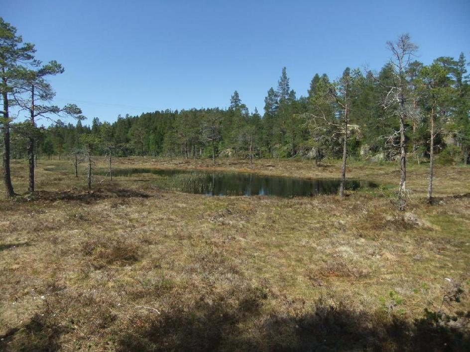 Håsetdammen med omgivelser: Områdene rundt Håsetdammen, spesielt Kleivmyran på nordsida av Storkleivan ble kontrollert.