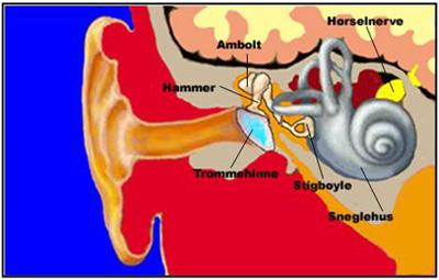 Øret Vi skal her se på hvordan øret et bygget opp, hvordan lyden treffer trommehinnen, hva som da skjer inne i øret, og hvordan hjernen oppfatter hva slags lyd vi hører.