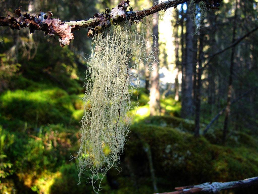 Bilder fra området Oddelia NR utv.