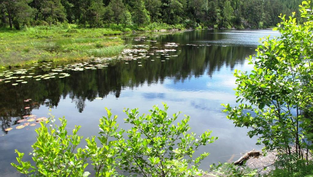 Figur 5. Skarvedalstjønn fra nordsiden. Foto 9.7.2013. Tjernet er omgitt av furuskog med noe bjørk, litt gråor og selje. Langs vestsiden går det en kjørbar vei med en fylling ut i vannet.