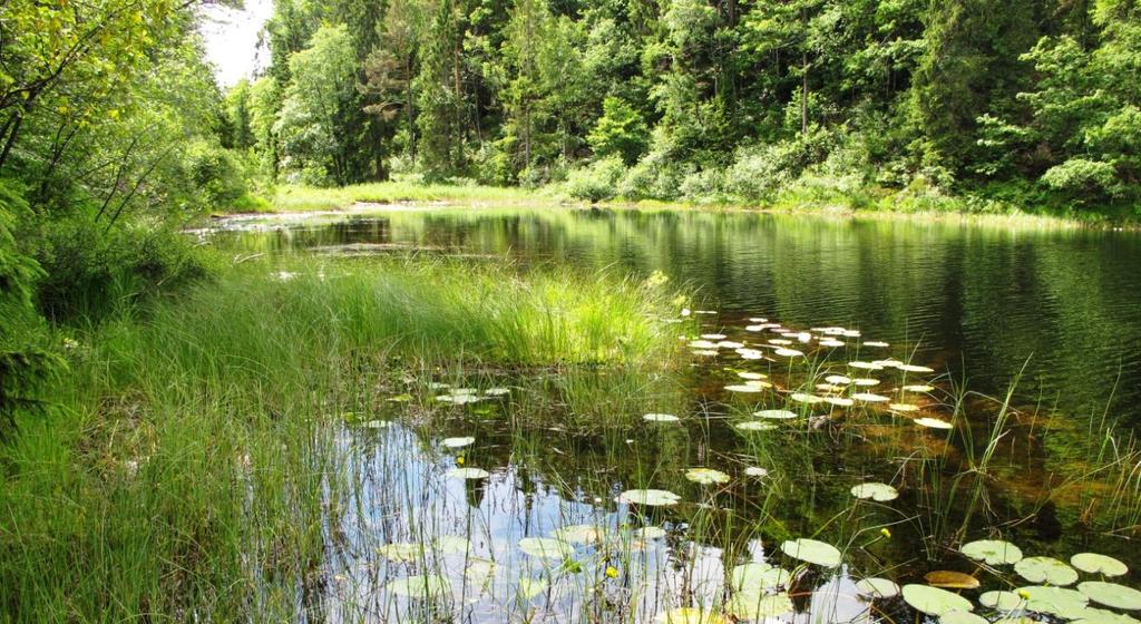 2. HEIMRETJØNN (Lillesand) Status: Oligotroft, humusrikt tjern. Verdi: Ikke verdivurdert Lok.