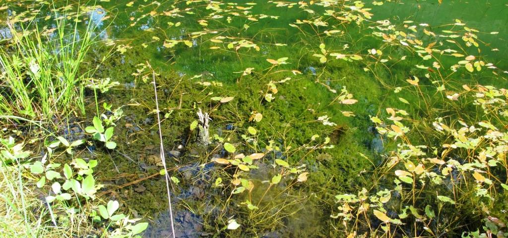 Langs kantene er det kvasstarr (Carex acuta) og litt bukkeblad (Menyanthes trifoliata) sammen med flaskestarr (Carex