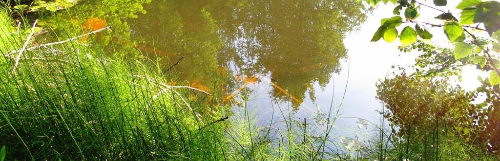 Vurdering og verdisetting Naturtype og vegetasjonstype: Det lille tjernet Moster 1 er en kalksjø (E07)(EN). Det har en truet vegetasjonstype P5c) Vanlig kransalge- utforming (Chara globularis, C.