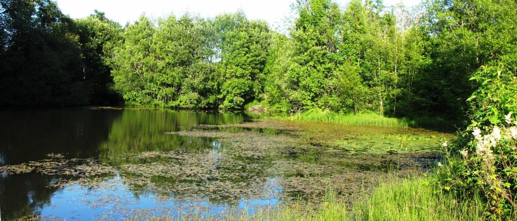 og så gule vannliljer (Nuphar lutea). I elvesnellebestandene er det mye hestehale (Hippuris vulgaris). Langs nordsiden er det kalkberg og store asketrær. Figur 26. Moster 2. Foto 22.7.2013.