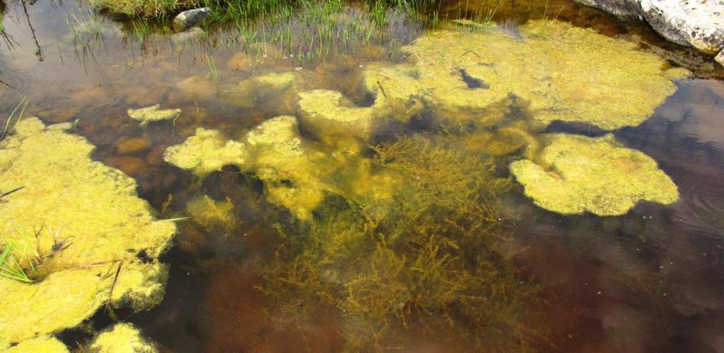 Havsivaks (Bolboschoenus maritimus) har i dag større utbredelse enn tidligere, og kan på sikt true bestanden av kransalger. Langs kanten vokser det også saltsiv (Juncus gerardii).