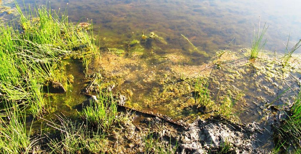 Dette er spesielt synlig på strendene som er tråkket ned og på nedbeitingen av mye flaskestarr (Carex rostrata).