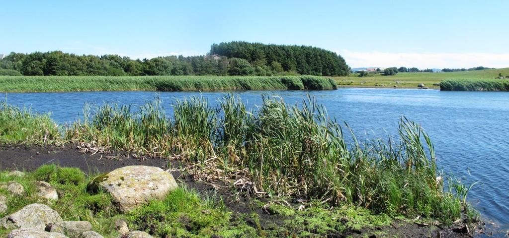 Fargetallet er ganske høyt og gjør vannet humusrikt. Søylandsvatnet er eget naturreservat. Mattglattkrans (Nitella opaca) ble samlet i vannet i 1875 av N. Bryhn.
