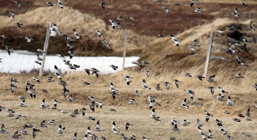 En annen som kommer tidlig er tjelden. Tjeld og temmincksnipe hekker på Høyholmen, helst i veikanten, og dette er et av de enkleste stedene i landet for å komme innpå den spillende temmincksnipa.