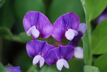 Tanatimian. Denne arten finnes fra Tana og østover. I reservatet er den en pionerart langs veikanter og elvebredden, der danner den store tepper med blomster. Øystein Hauge.