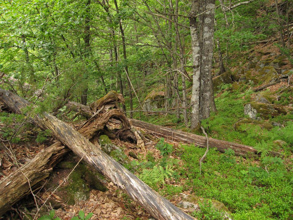 Undersøkelsesområdet sett fra